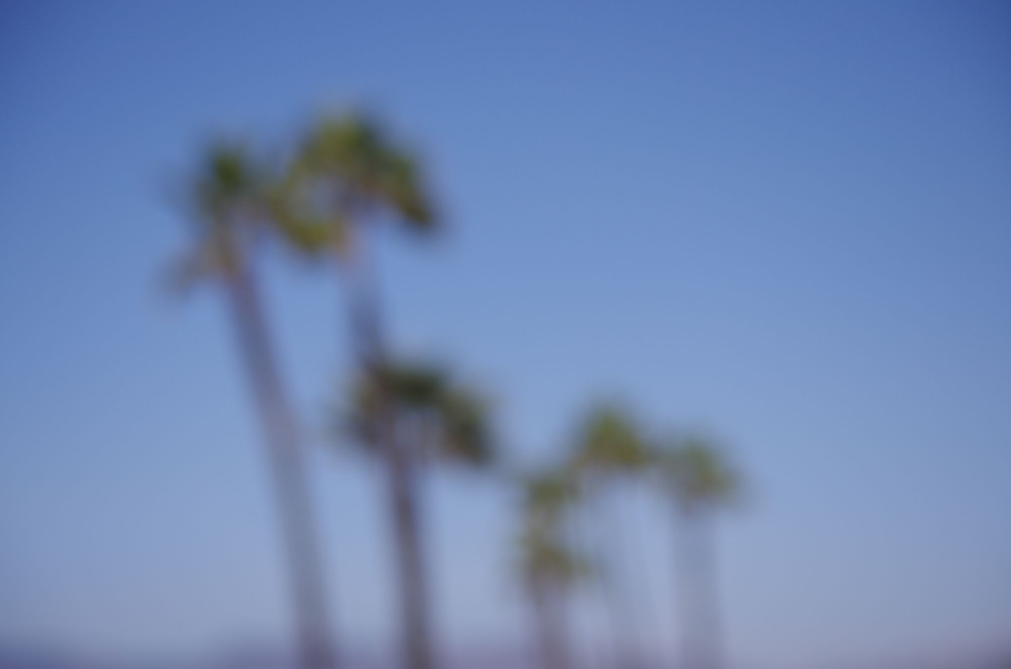 Palm trees against a blue sky, out of focus