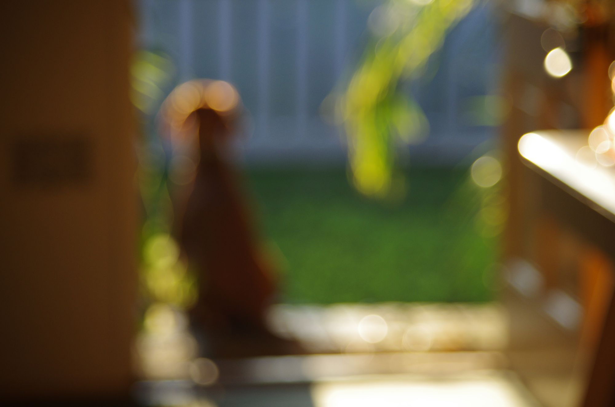 A dog sitting at an open door in golden light, out of focus