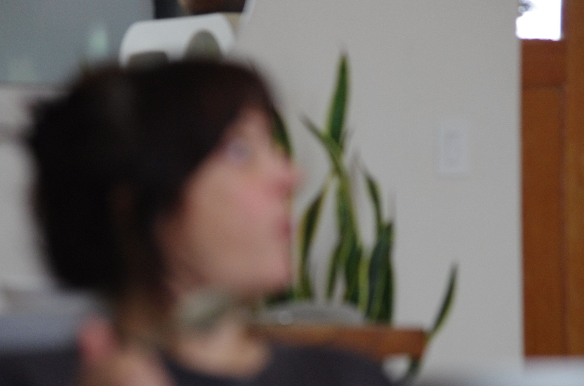 A profile beside a snake plant against a white wall, out of focus